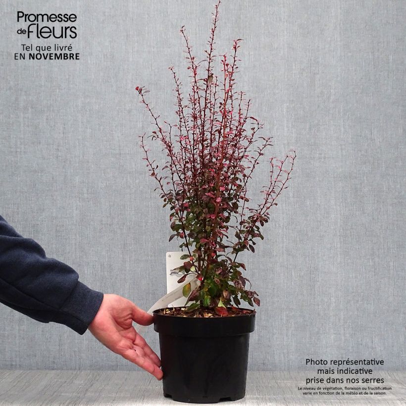 Spécimen de Berberis thunbergii Rosy Rocket en pot de 2l/3l tel que livré en automne