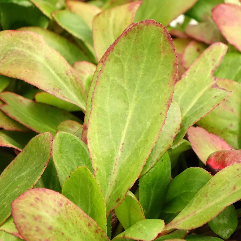 Bergénia Bach - Plante des savetiers (Feuillage)