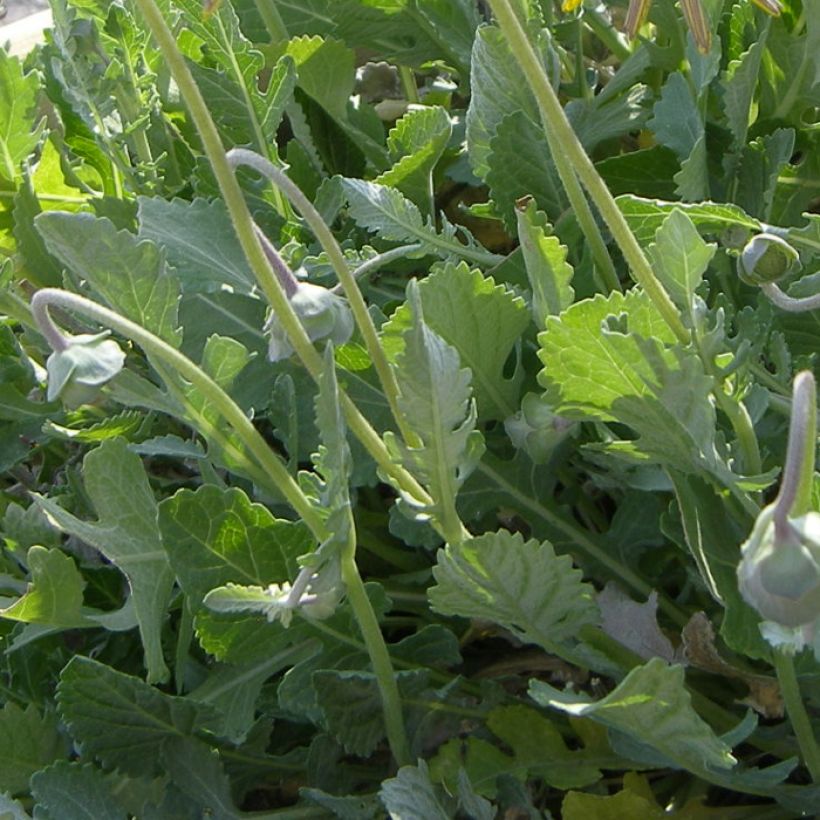 Berlandiera lyrata - Goutte de Chocolat (Feuillage)