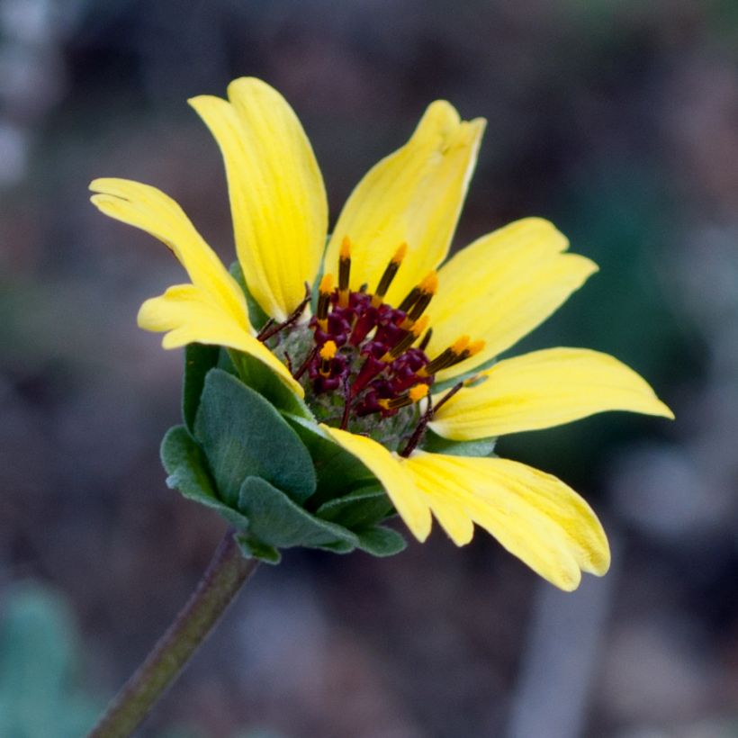 Berlandiera lyrata - Goutte de Chocolat (Floraison)