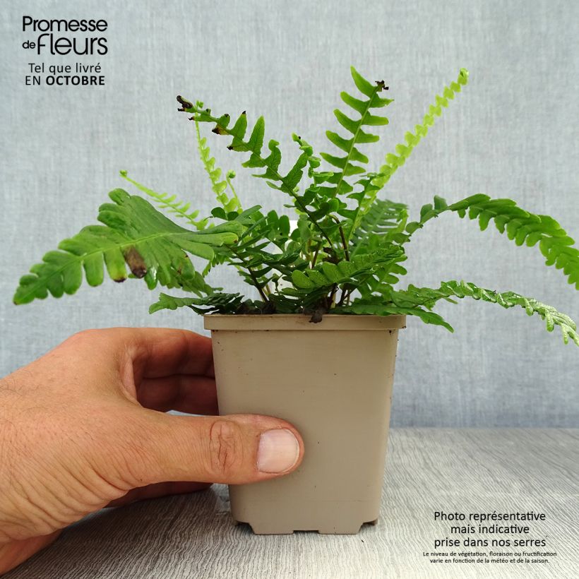 Spécimen de Blechnum spicant -  Fougère pectinée Godet de 9cm tel que livré en automne