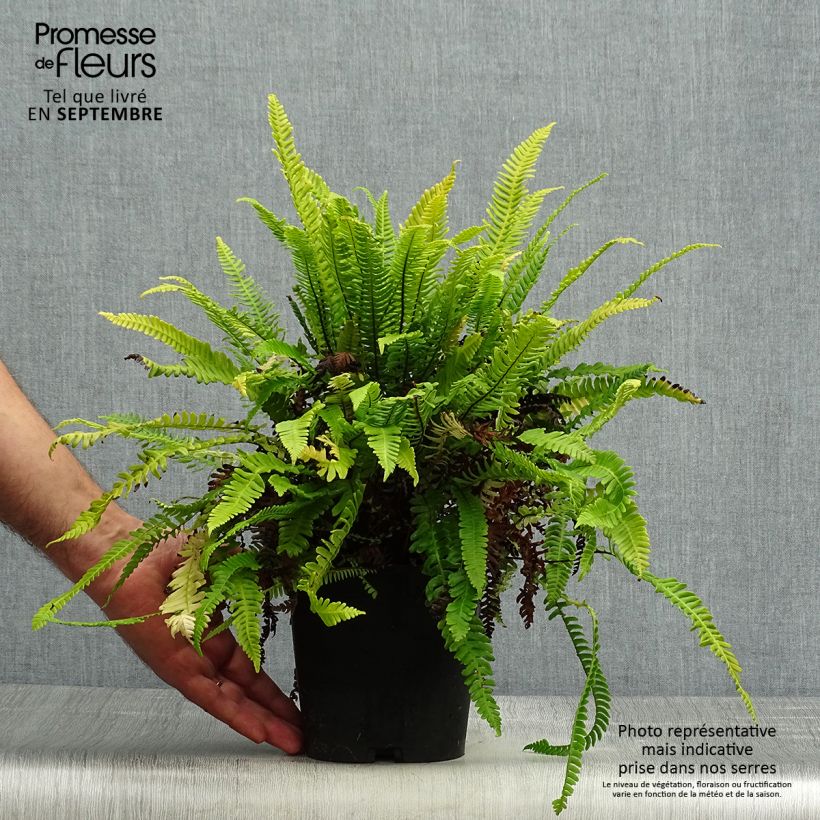 Spécimen de Blechnum spicant -  Fougère pectinée Pot de 2/3 L tel que livré en automne