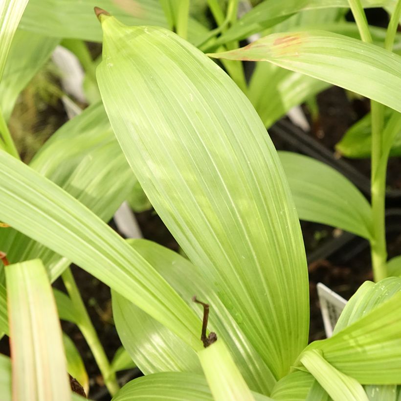 Bletilla striata Alba - Orchidée jacinthe Blanche  (Feuillage)