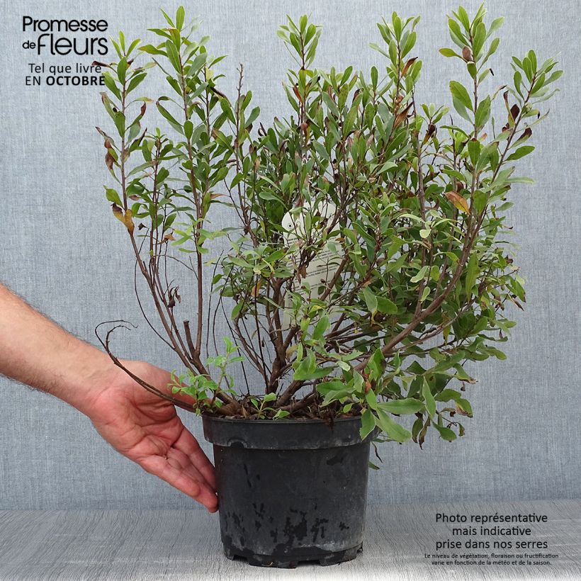 Spécimen de Bois-sent-bon - Myrica gale Pot de 2L/3L tel que livré en automne