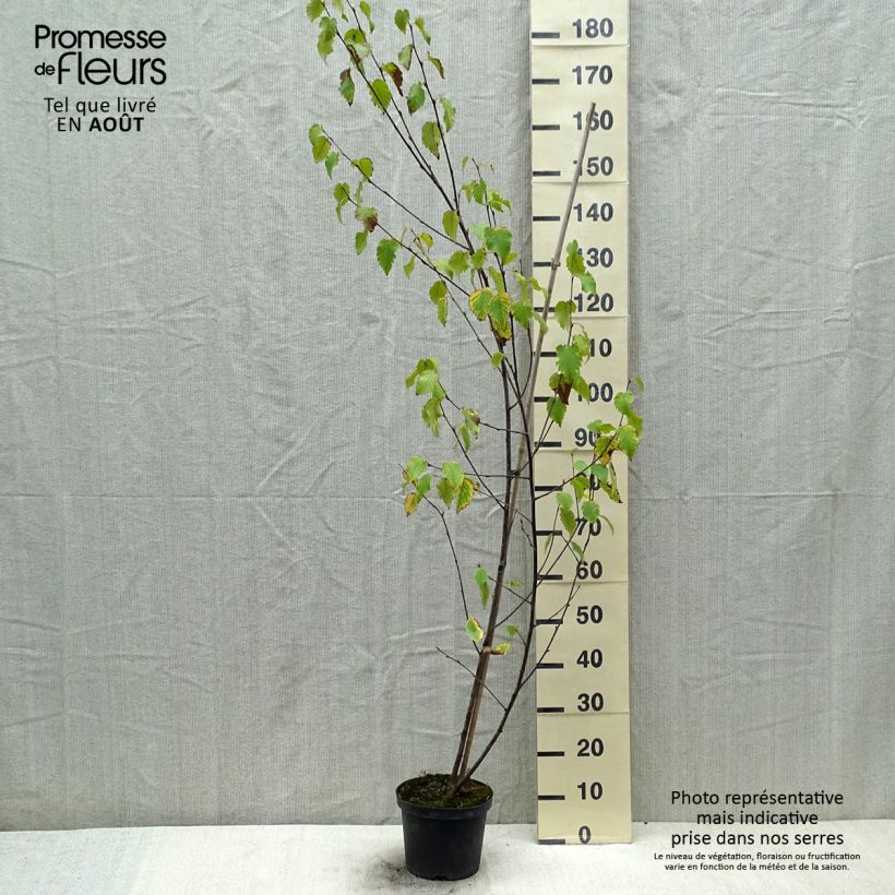 Spécimen de Bouleau de Chine - Betula albosinensis Fascination tel que livré en été