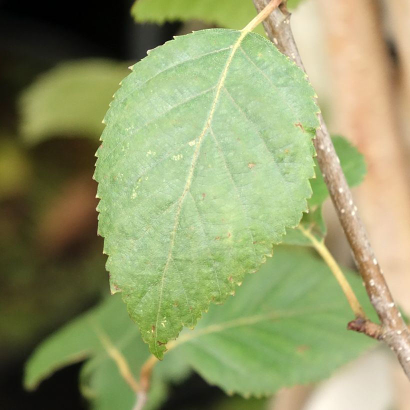 Bouleau de l'Himalaya - Betula utilis jacquemontii (Feuillage)