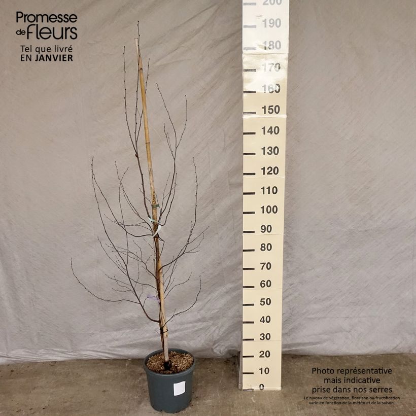 Spécimen de Bouleau pourpre - Betula pendula Royal Frost Pot de 7.5L./10L. tel que livré en hiver