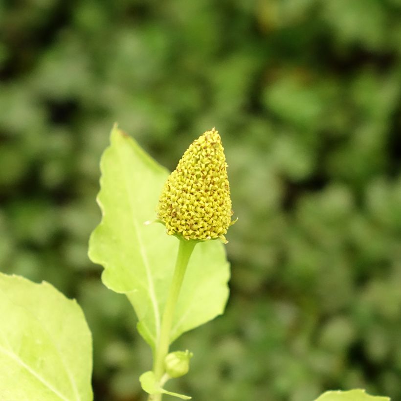 Brède Mafane - Cresson du Pará (Floraison)