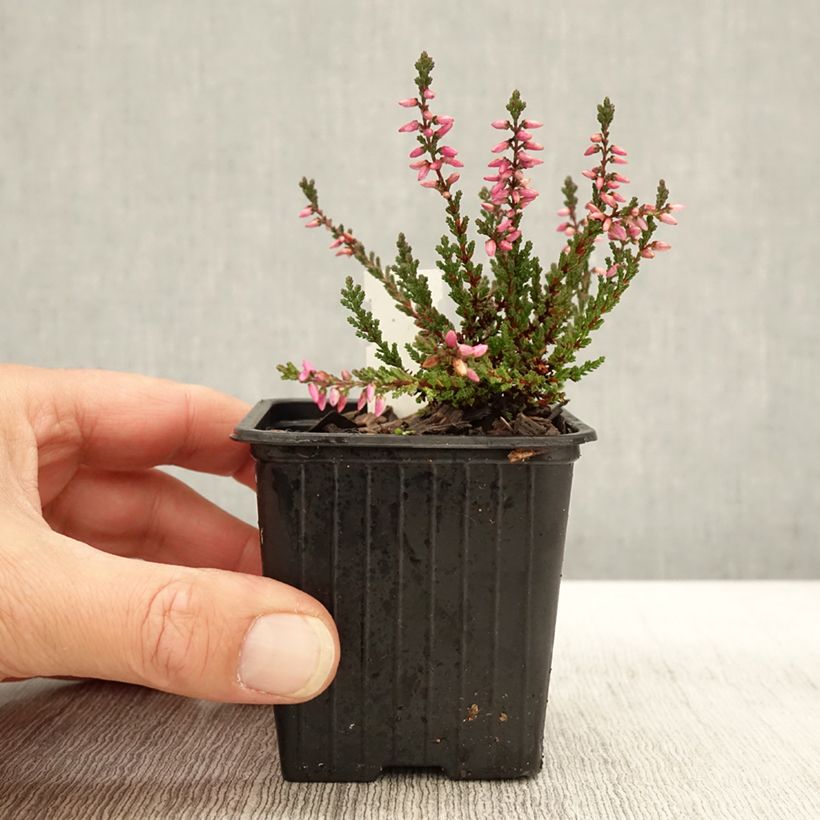 Spécimen de Bruyère d'été - Calluna vulgaris Dark Beauty Godet de 8/9 cm tel que livré en automne