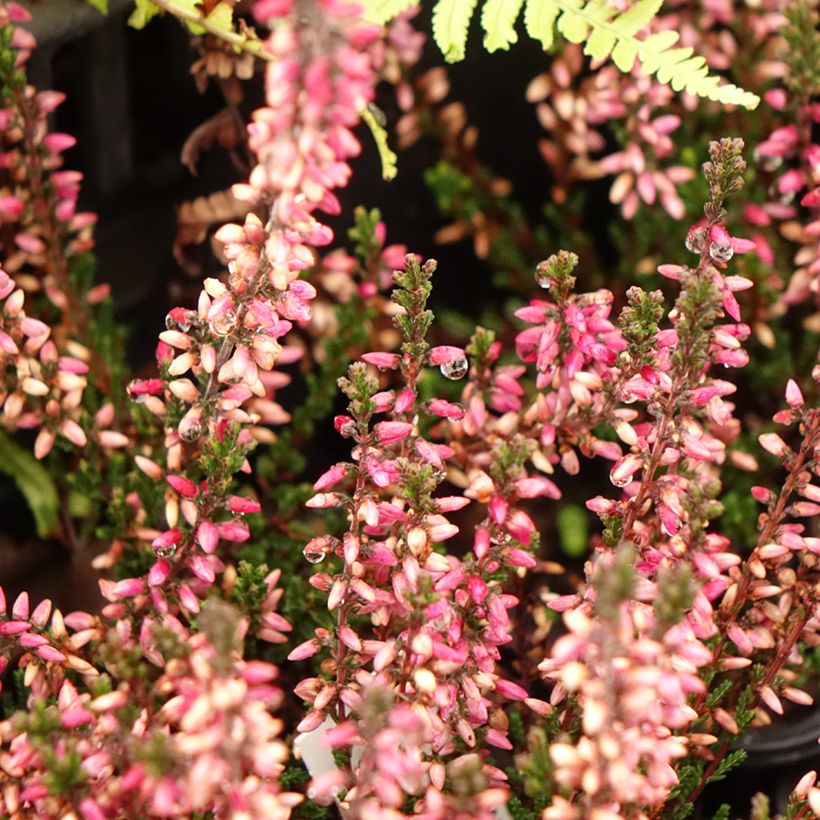 Bruyère d'été - Calluna vulgaris Dark Beauty (Floraison)