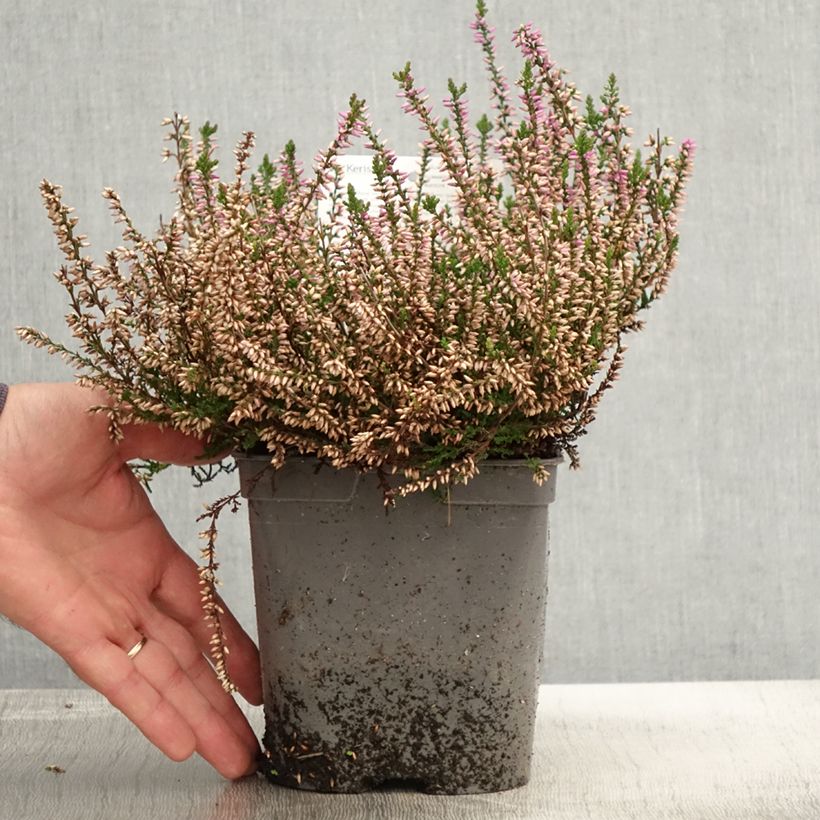 Spécimen de Bruyère d'été - Calluna vulgaris Marleen  Pot de 2L/3L tel que livré en automne