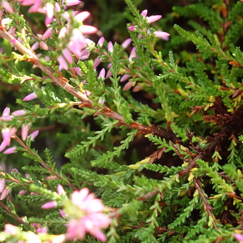 Bruyère d'été - Calluna vulgaris Marleen  (Feuillage)