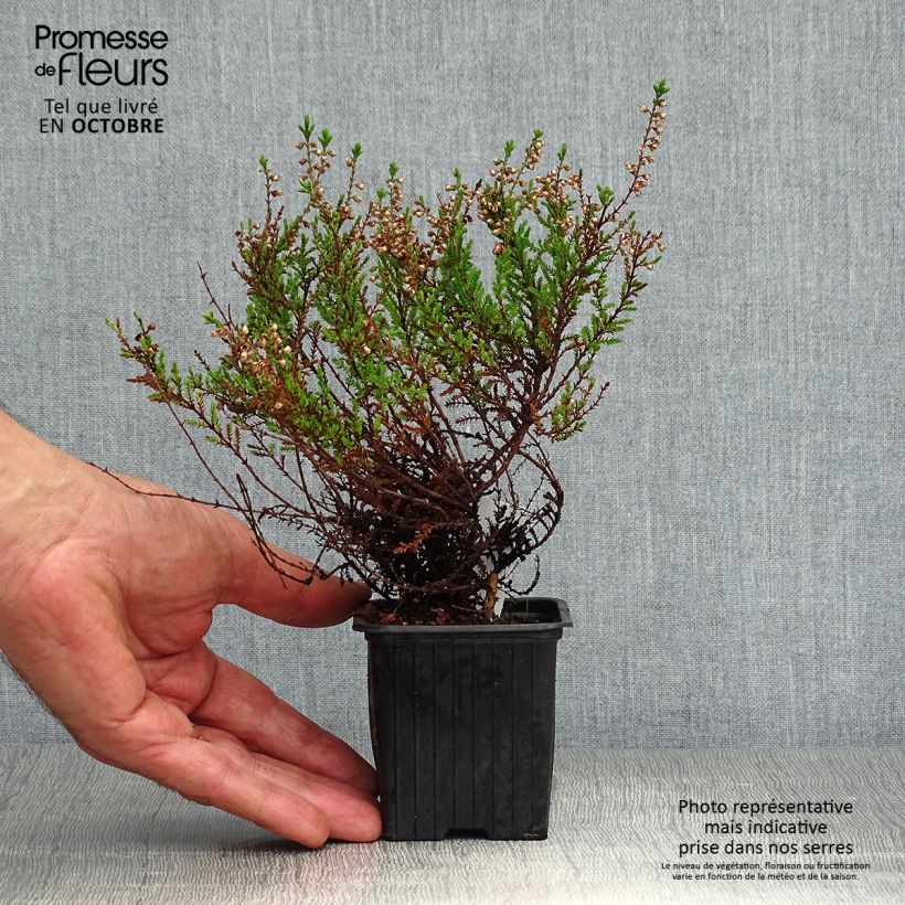 Spécimen de Bruyère d'été - Calluna vulgaris Spring Torch Godet de 8/9 cm tel que livré en automne