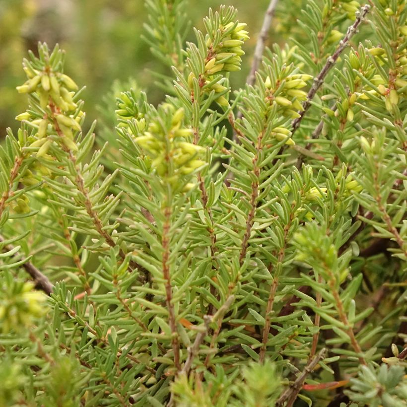 Bruyère d'hiver - Erica x darleyensis Aurélie Bregeon  (Feuillage)