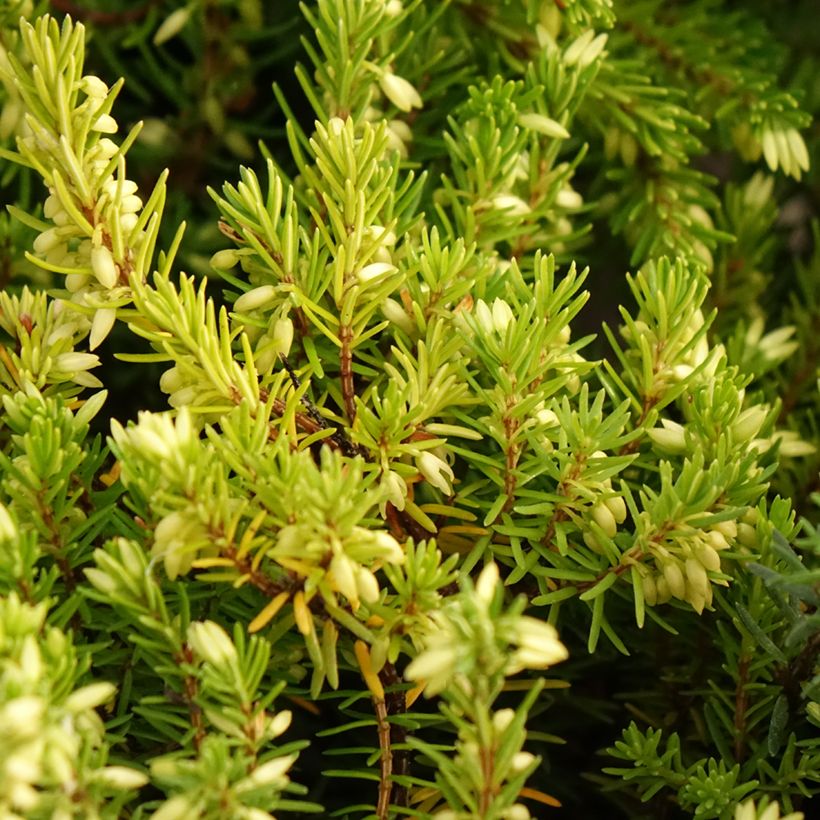 Bruyère des neiges - Erica carnea Isabell  (Feuillage)