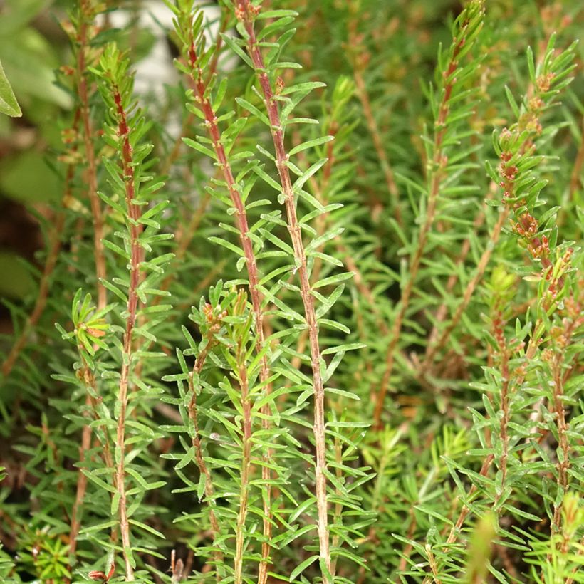 Bruyère des neiges - Erica carnea Myreton Ruby  (Feuillage)