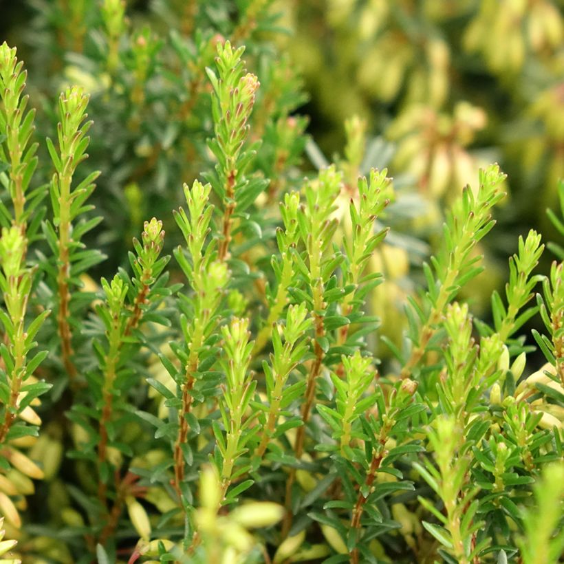 Bruyère des neiges - Erica carnea Rosalie (Feuillage)