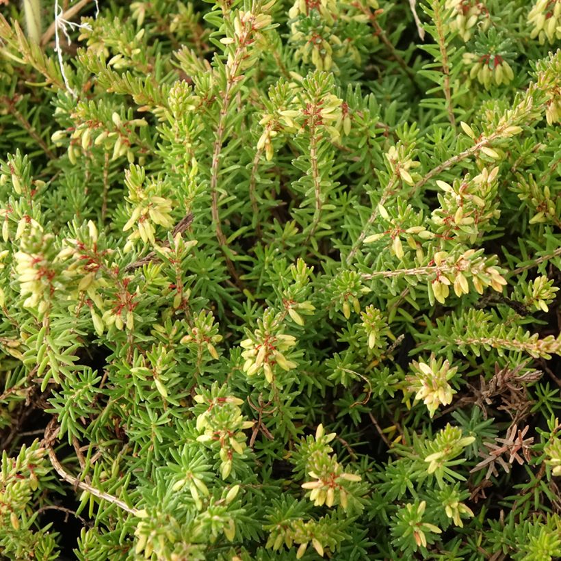 Bruyère des neiges - Erica carnea Springwood Pink (Feuillage)