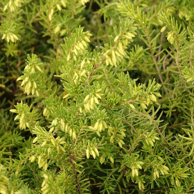 Bruyère vagabonde - Erica vagans White Rocket (Feuillage)