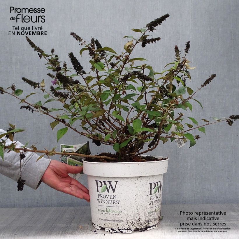 Spécimen de Buddleia Blue Chip en pot de 10L tel que livré en automne