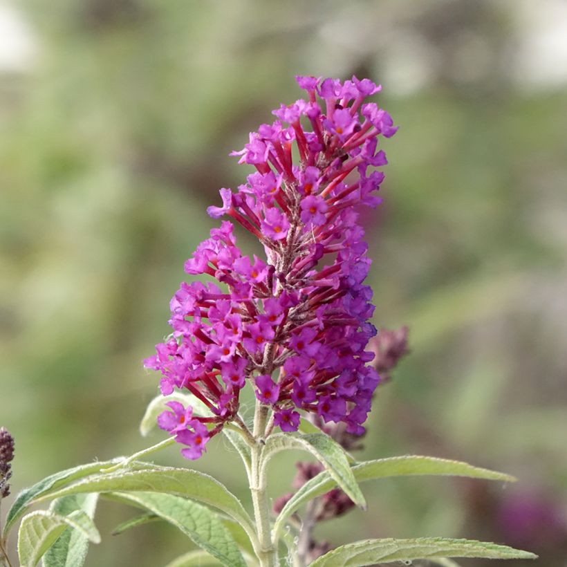 Buddleia davidii Butterfly Tower - Arbre aux papillons (Floraison)