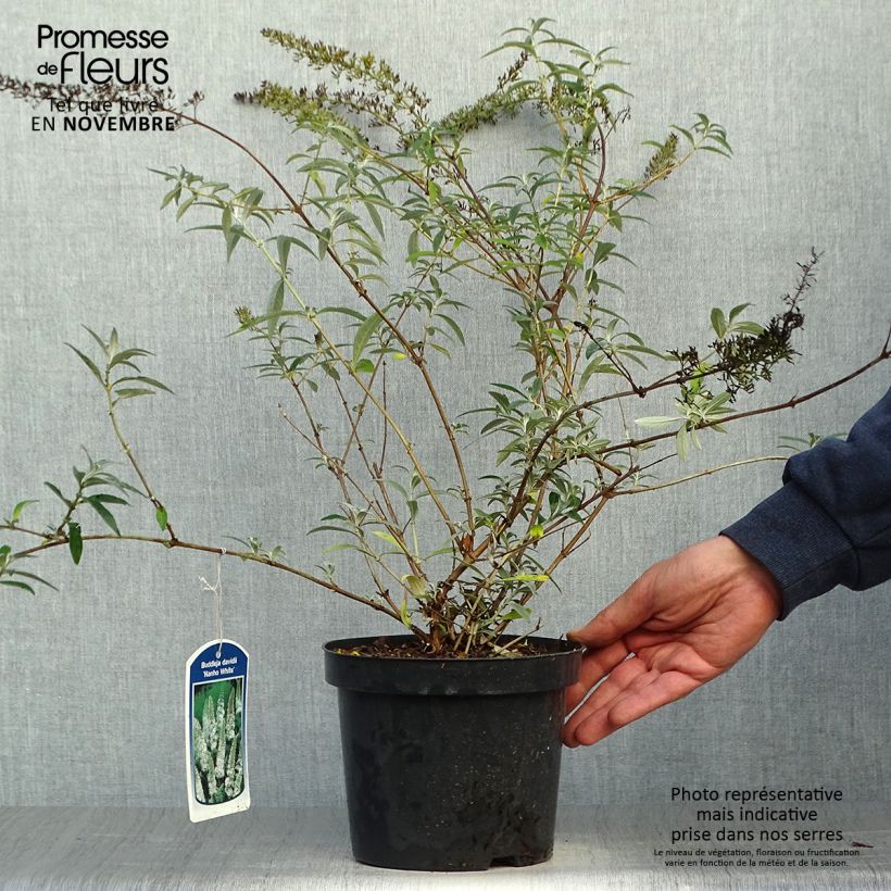 Spécimen de Buddleia davidii Nanho White - Arbre aux papillons nain Pot de 2L/3L tel que livré en automne