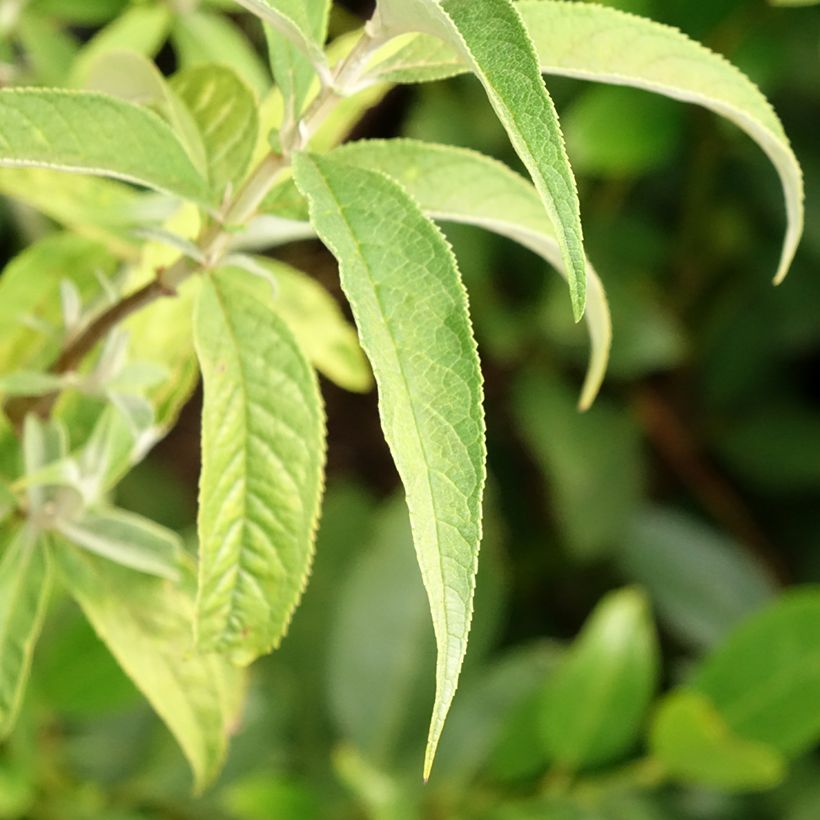 Buddleia davidii Nanho White - Arbre aux papillons nain (Feuillage)