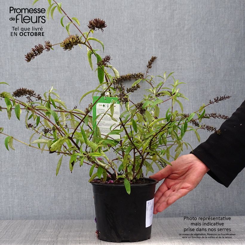 Spécimen de Buddleia davidii Santana - Arbre à papillons panaché Pot de 2L/3L tel que livré en automne