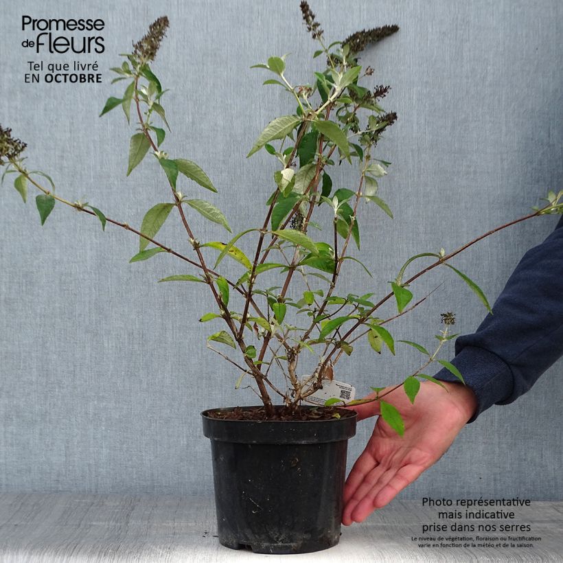 Spécimen de Buddleia Lochinch  - Arbre aux papillons en pot de 2/3L tel que livré en automne