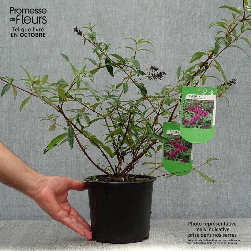 Spécimen de Buddleia Royal Red - Arbre aux papillons rouge en pot de 2/3L tel que livré en automne