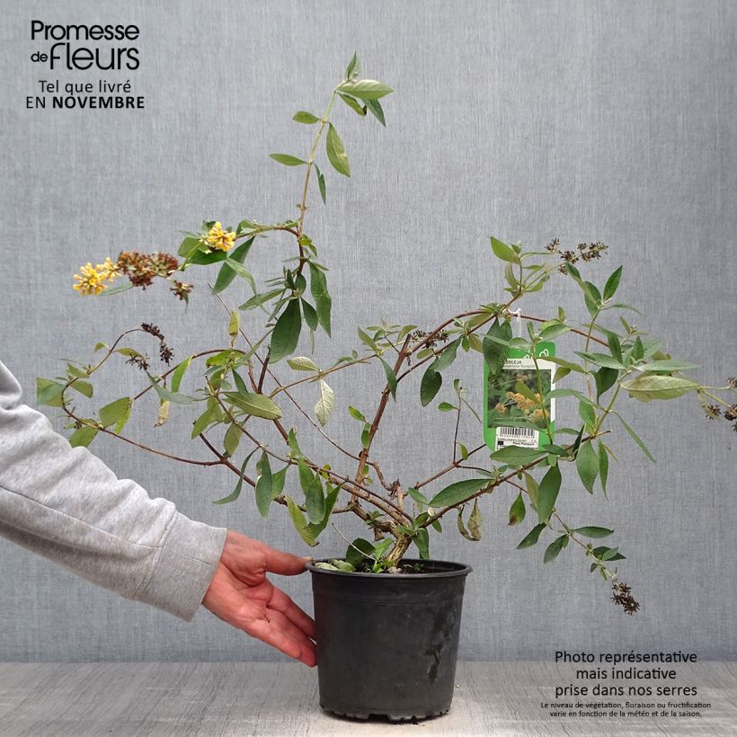 Spécimen de Buddleia weyeriana Sungold - Arbre aux papillons Pot de 2L/3L tel que livré en automne