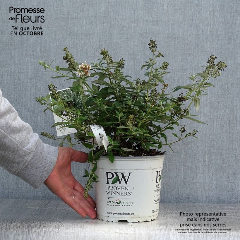 Spécimen de Buddleia White Chip  - Arbre aux papillons nain Pot de 2L/3L tel que livré en automne