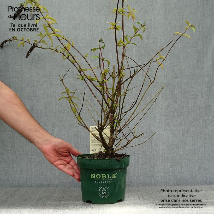 Spécimen de Buddleja davidii Argus Velvet Pot de 3L/4L tel que livré en automne