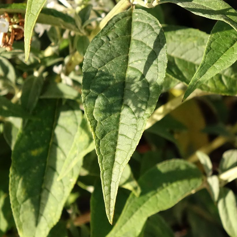 Buddleja davidii Argus White - Arbre aux papillons (Feuillage)