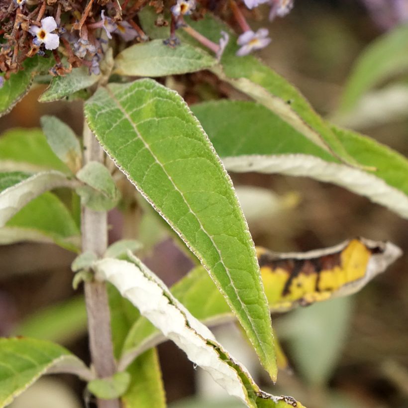 Buddleja davidii Butterfly Candy Lila Sweetheart - Arbre aux papillons nain (Feuillage)