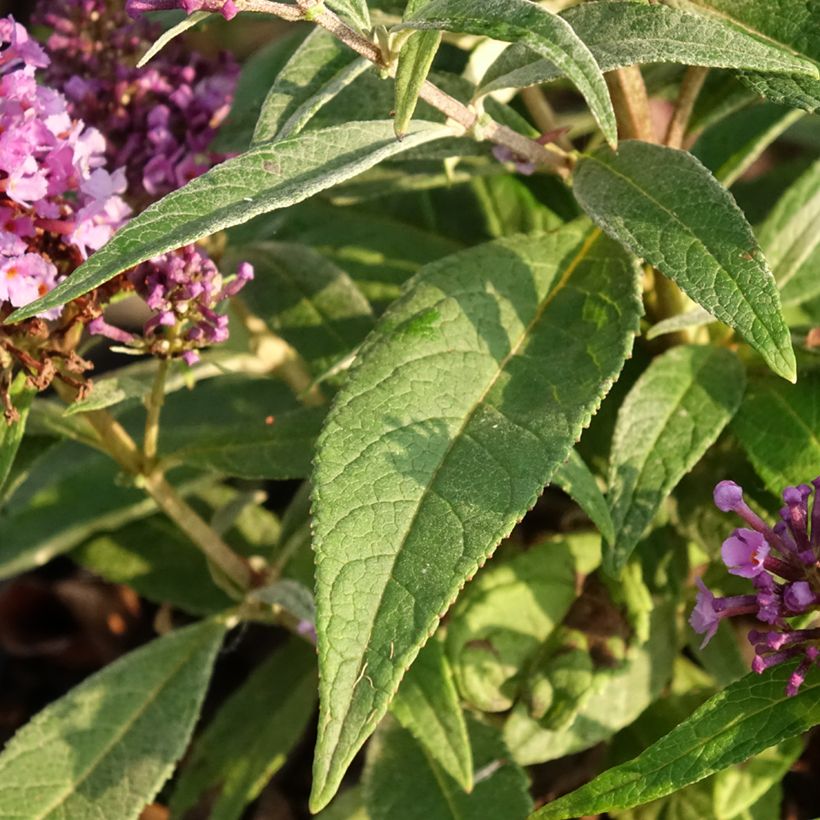 Buddleja davidii Butterfly Candy Little Lila - Arbre aux papillons nain (Feuillage)