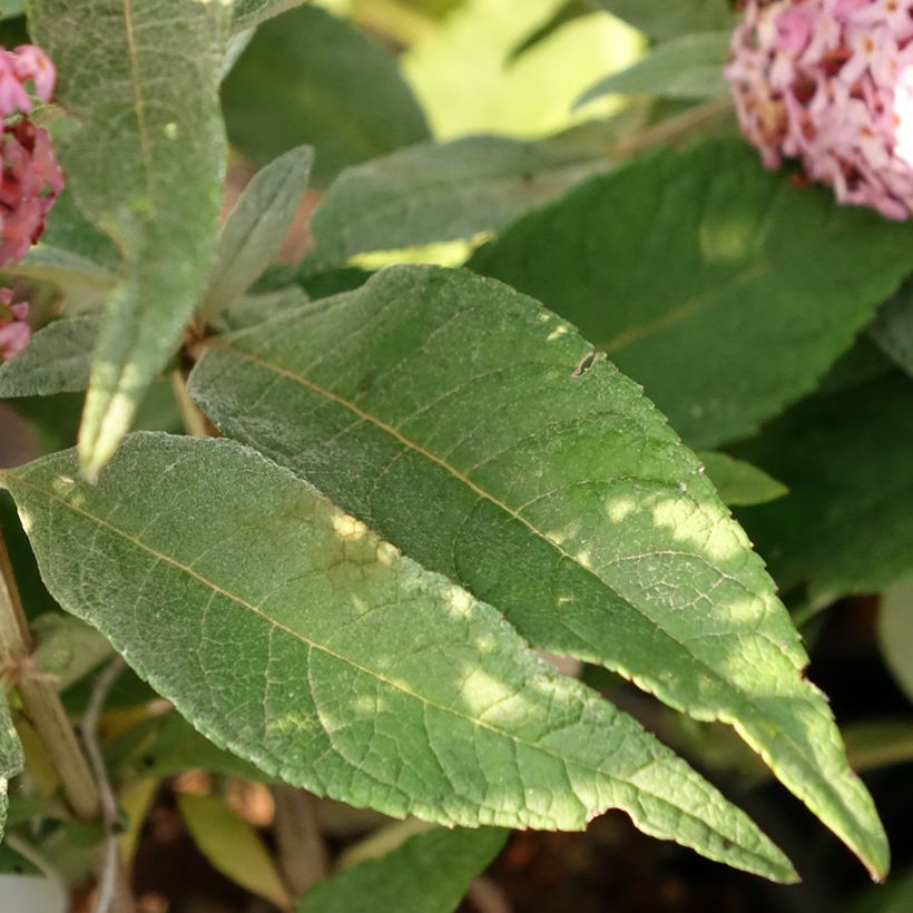 Buddleja davidii Butterfly Candy Little Pink - Arbre aux papillons nain (Feuillage)