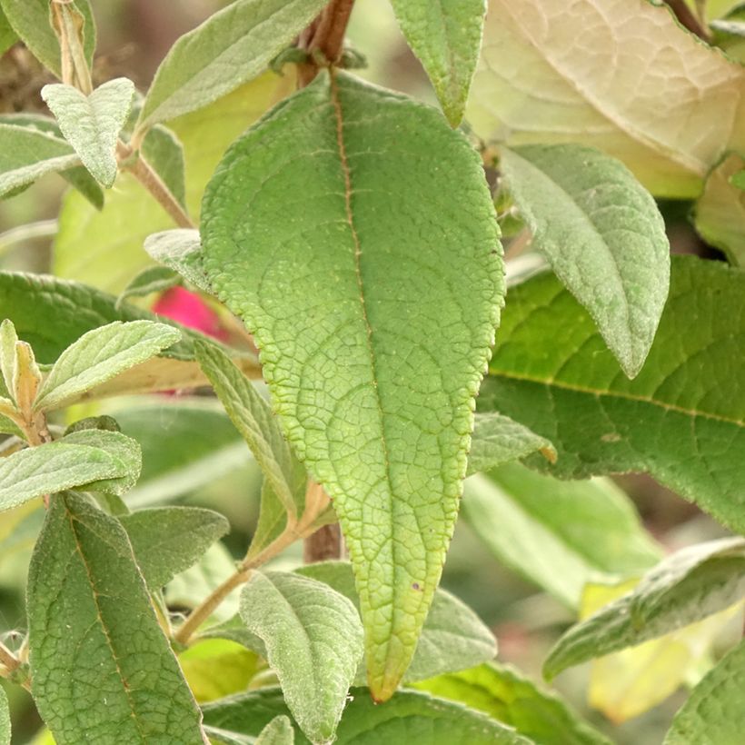 Buddleja davidii Butterfly Candy Little Ruby - Arbre aux papillons nain (Feuillage)