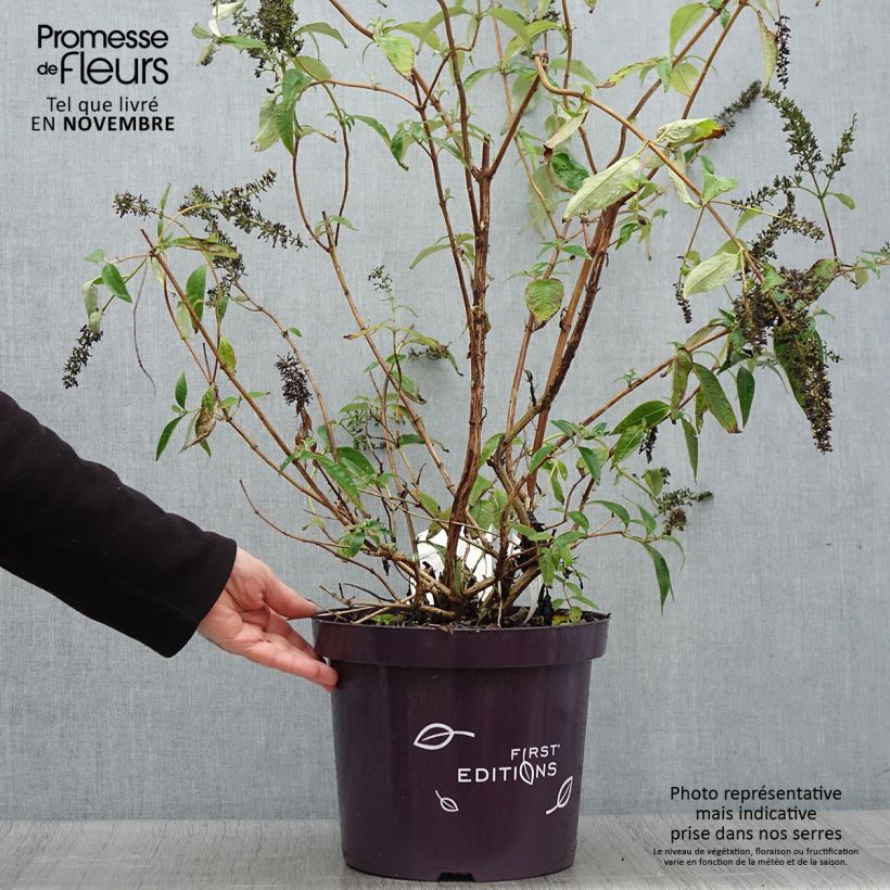 Spécimen de Buddleja davidii Groovy Grape - Arbre à papillons en pot de 7,5l/10l tel que livré en automne