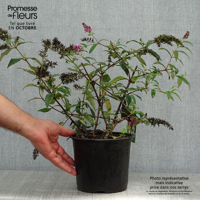 Spécimen de Buddleja davidii Sugar Plum - Arbre aux papillons Pot de 3L/4L tel que livré en automne