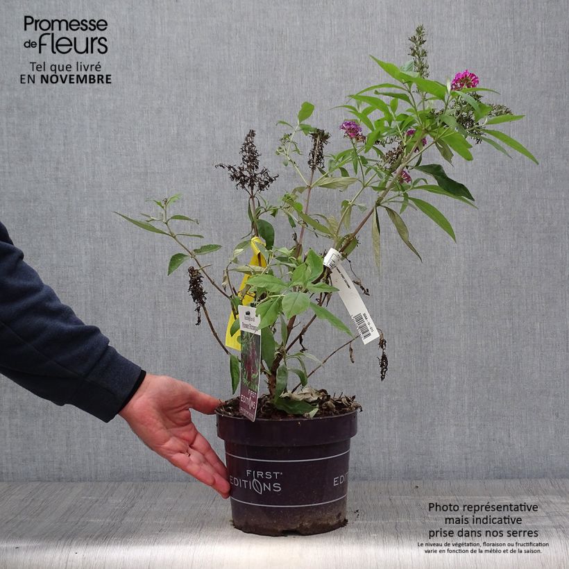 Spécimen de Buddleja Funky Fuchsia - Arbre aux papillons tel que livré en automne