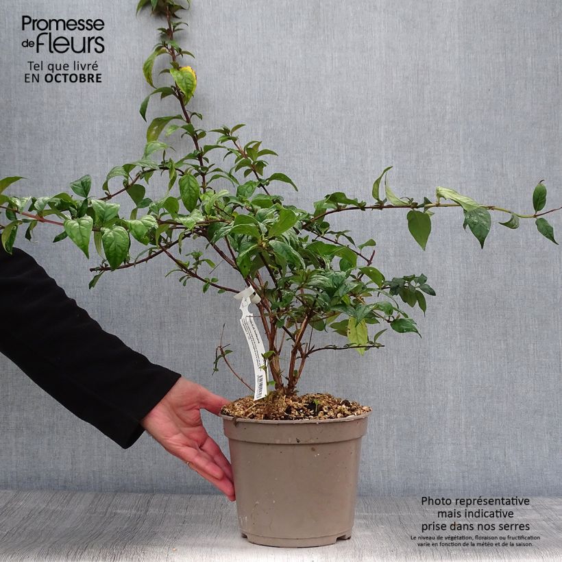 Spécimen de Buddleja lindleyana - Arbre aux papillons de Lindley Pot de 4L/5L tel que livré en automne