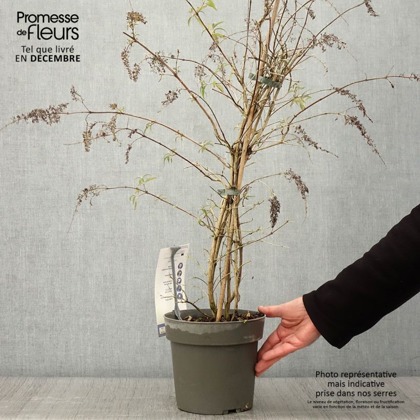 Spécimen de Buddleja Wisteria Lane - Arbre à papillons Pot de 3L/4L tel que livré en automne