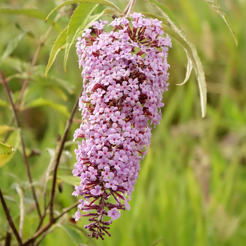 Buddleja Wisteria Lane - Arbre à papillons (Floraison)