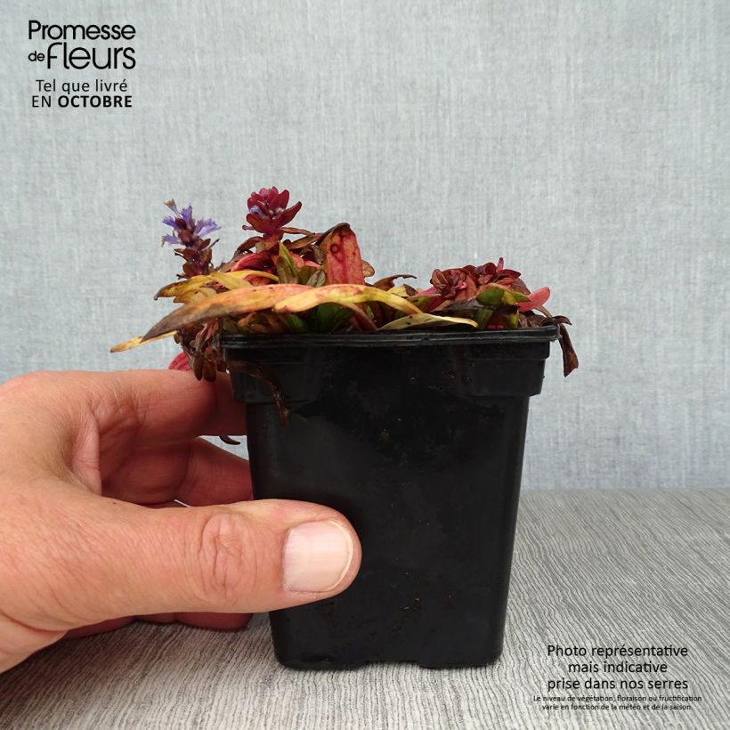 Spécimen de Bugle rampante - Ajuga reptans Atropurpurea en godet de 9 cm tel que livré en automne