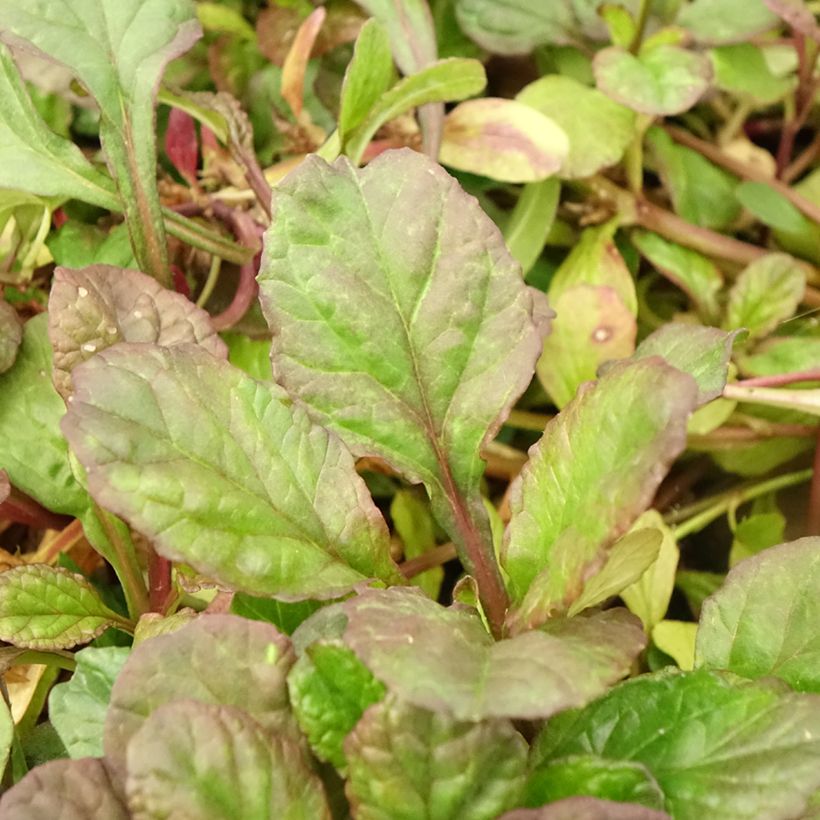 Bugle rampante - Ajuga reptans Catlin's Giant (Feuillage)