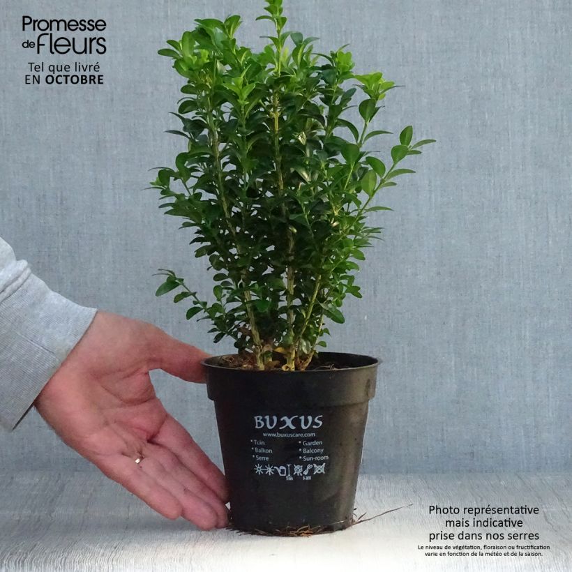 Spécimen de Buis bordure - Buxus sempervirens en pot de 13cm tel que livré en automne