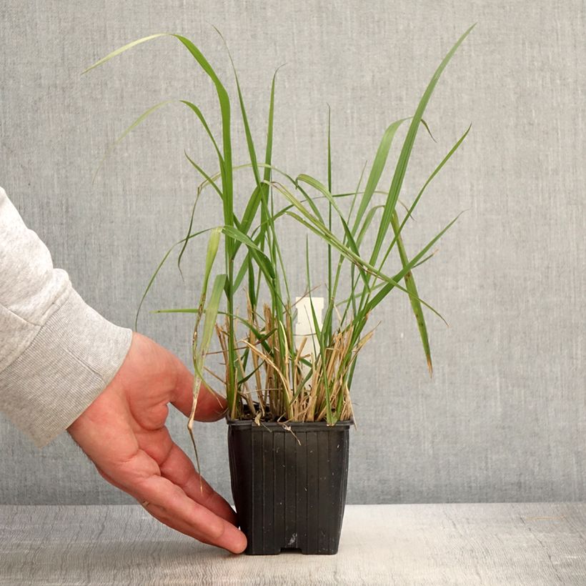 Spécimen de Calamagrostis acutiflora Eldorado - Godet de 8/9 cm tel que livré au printemps