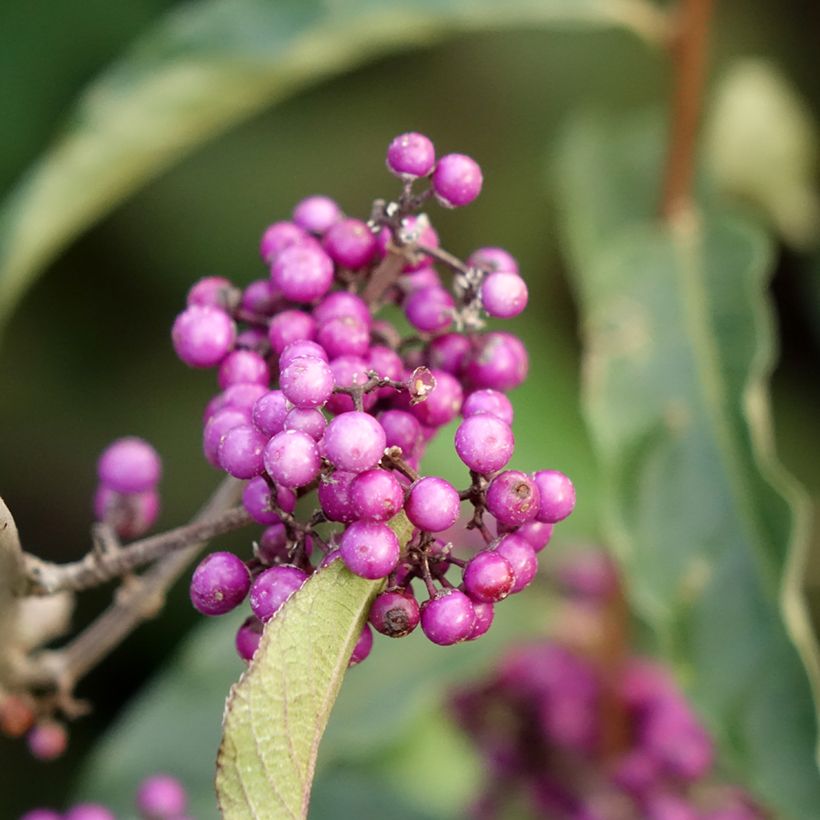 Callicarpa bodinieri Imperial Pearl (Floraison)