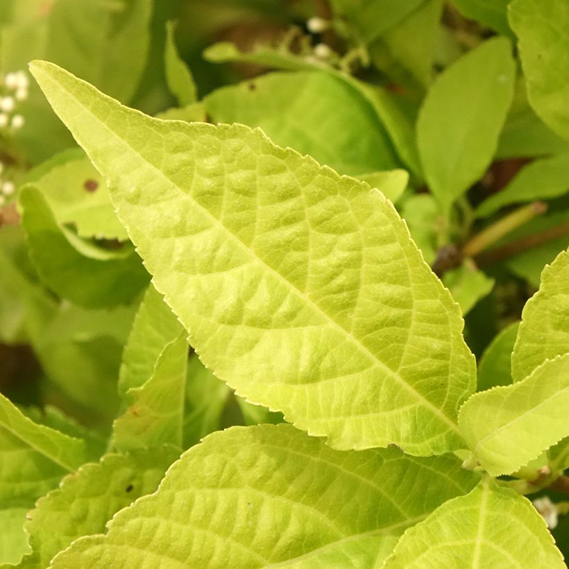 Callicarpa bodinieri Magical Snowqueen  (Feuillage)